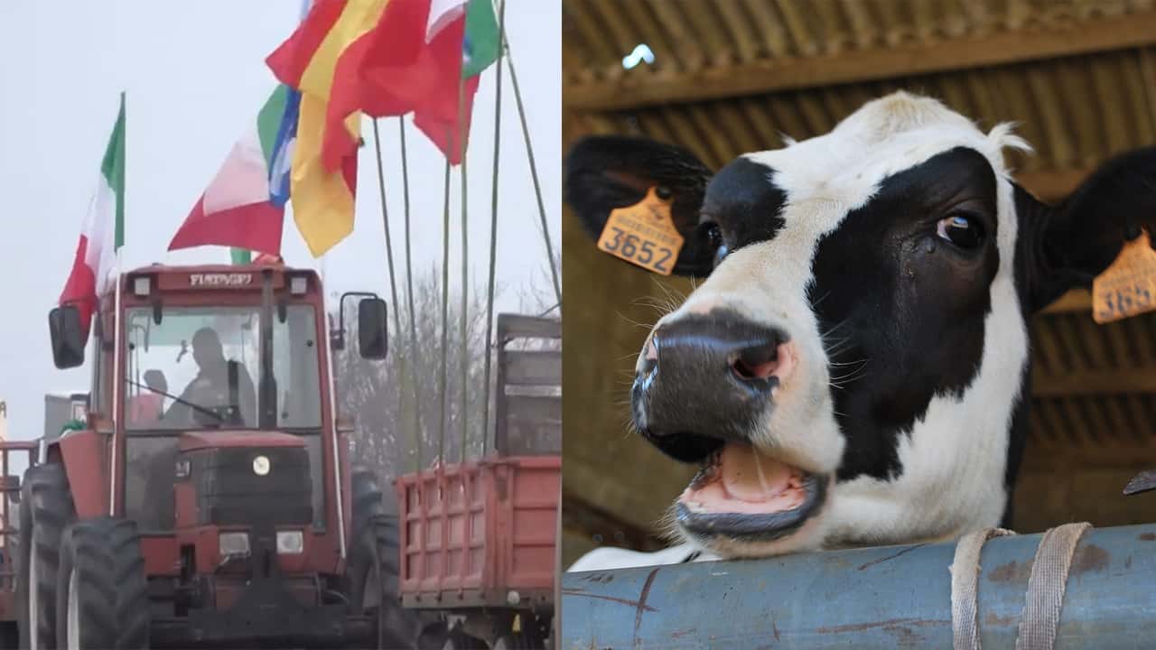 Latte: le ultime proteste a Bruxelles