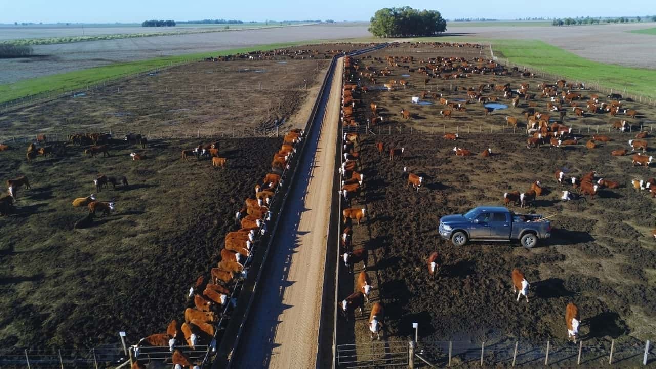 carne-argentina-italia-zootecnica-chiede-lo-stop-il-buco-nei-registri-antimicrob