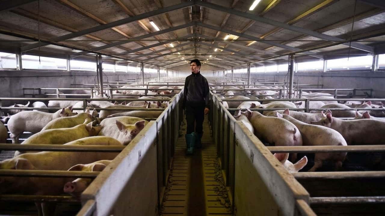 rivoluzione-per-gli-allevamenti-ue-vuole-tornare-alle-soglie