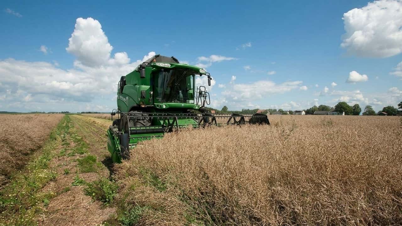colza-ferma-a-25-7-q-ha-per-il-terzo-anno-semine-dautunno-in-bilico-con-suoli-an