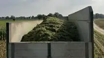 Seminart: la raccolta del sorgo Toretto seminato da Giulia