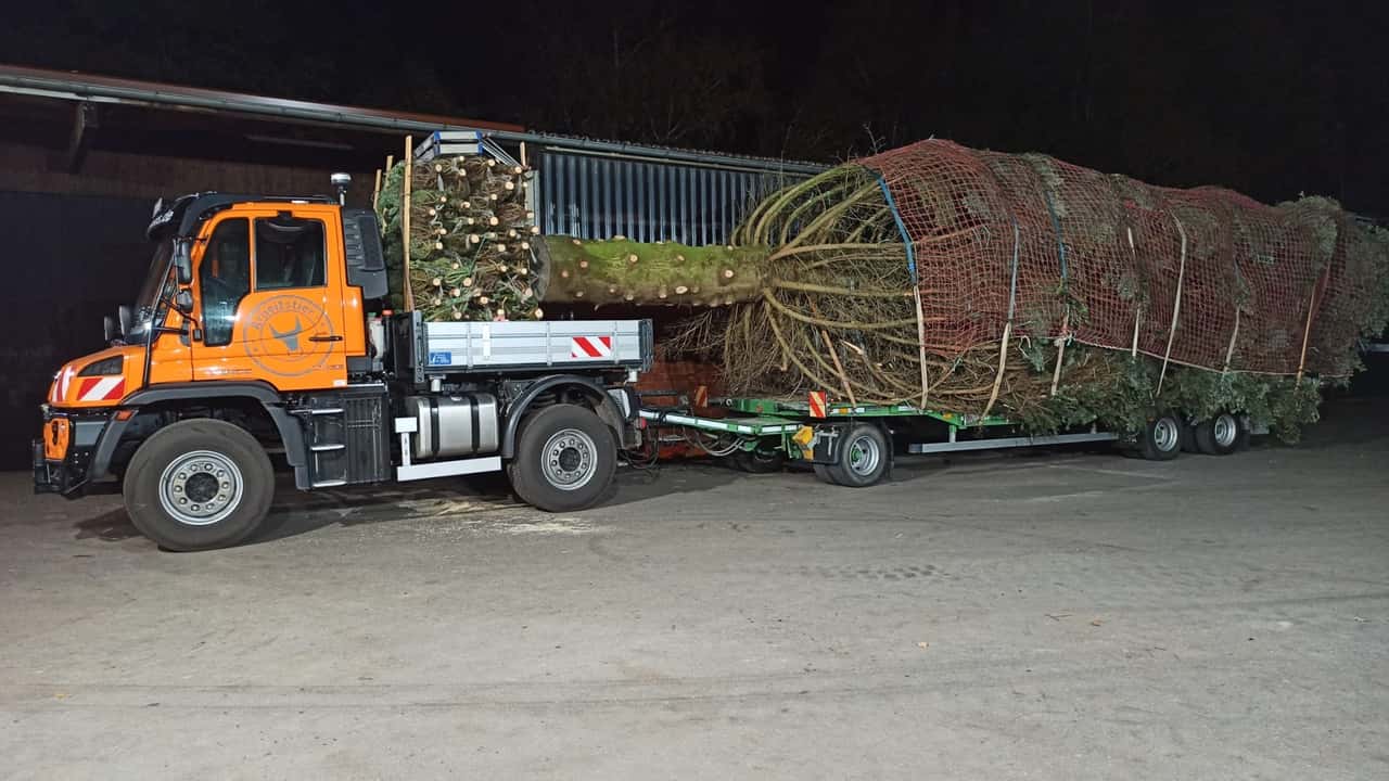 Natale 2023, l'abete Nordmann trainato da un Unimog U 435