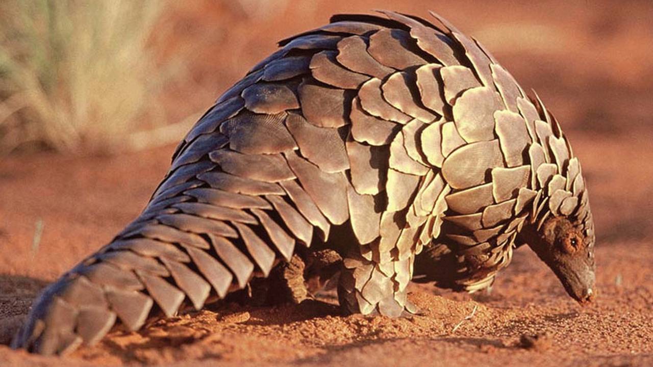 This is a Pangolin