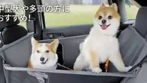 Honda'nın Köpeklere Özel Aksesuarları: Honda Dog