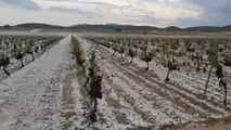 Clima estremo e cooperative: il rischio di perdere la mutualità prevalente con più tasse e adempimenti. Cosa dice la legge oggi