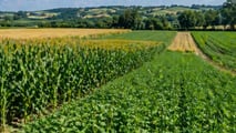 Piralide mais: gestire residui e ibridi per ridurre trattamenti