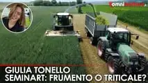 Prova varietale Seminard: dalla semina di novembre alla trinciatura, il confronto in campo tra frumento e triticale foraggeri.