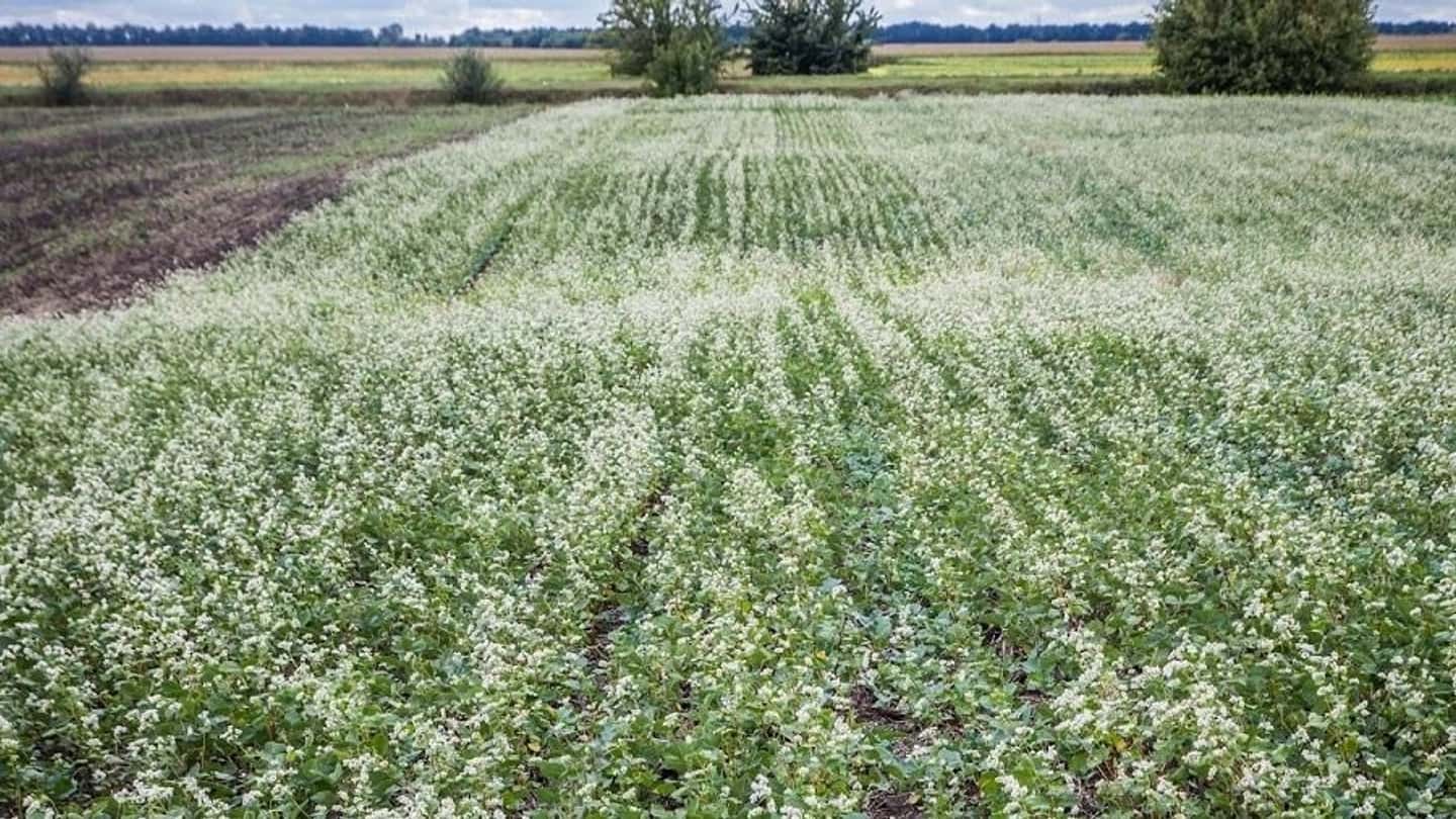 Consociazione delle leguminose da granella, vantaggi e limiti