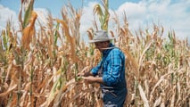 Strategie tecniche per programmare turni, volumi irrigui e scelte varietali del mais con risorsa idrica limitata in scenari di siccità 2026