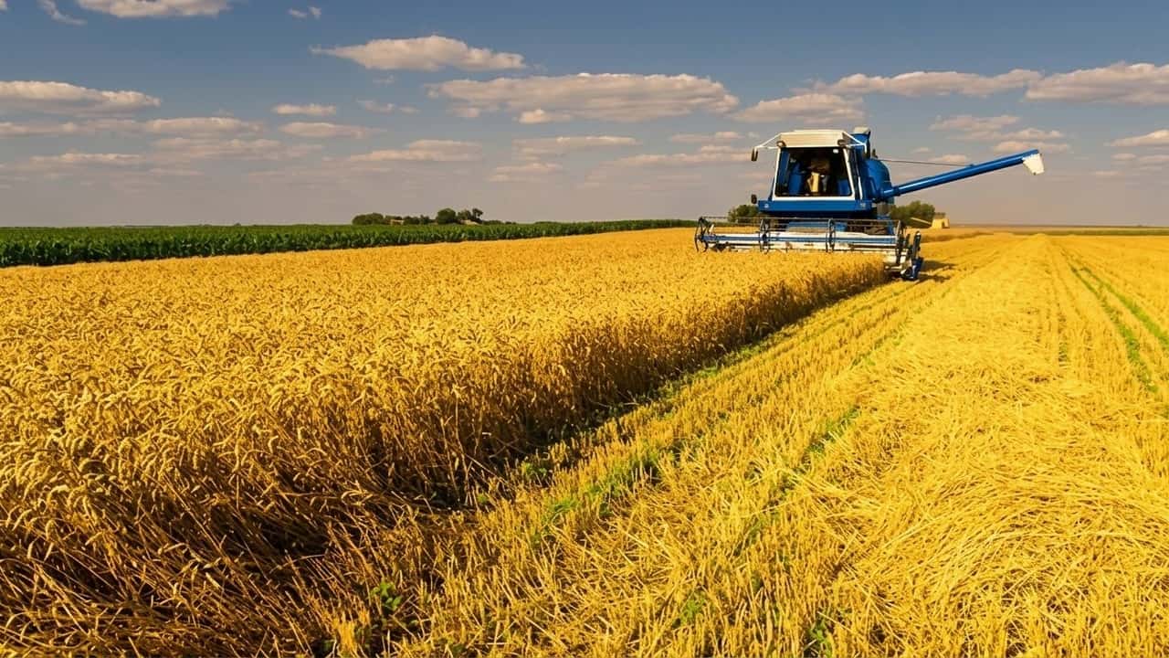 frumento-2026-salta-un-passaggio-e-rischia-qualita-e-resa
