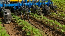 Diserbo integrato del girasole 2026 tra chimico e meccanico