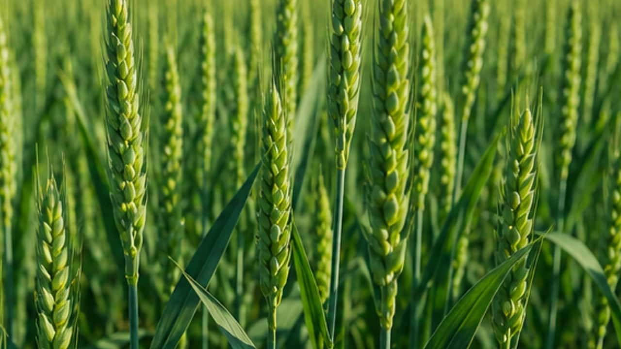 Stay green del frumento: integrare varietà, fungicidi e biostimolanti