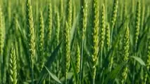 Stay green del frumento: integrare varietà, fungicidi e biostimolanti