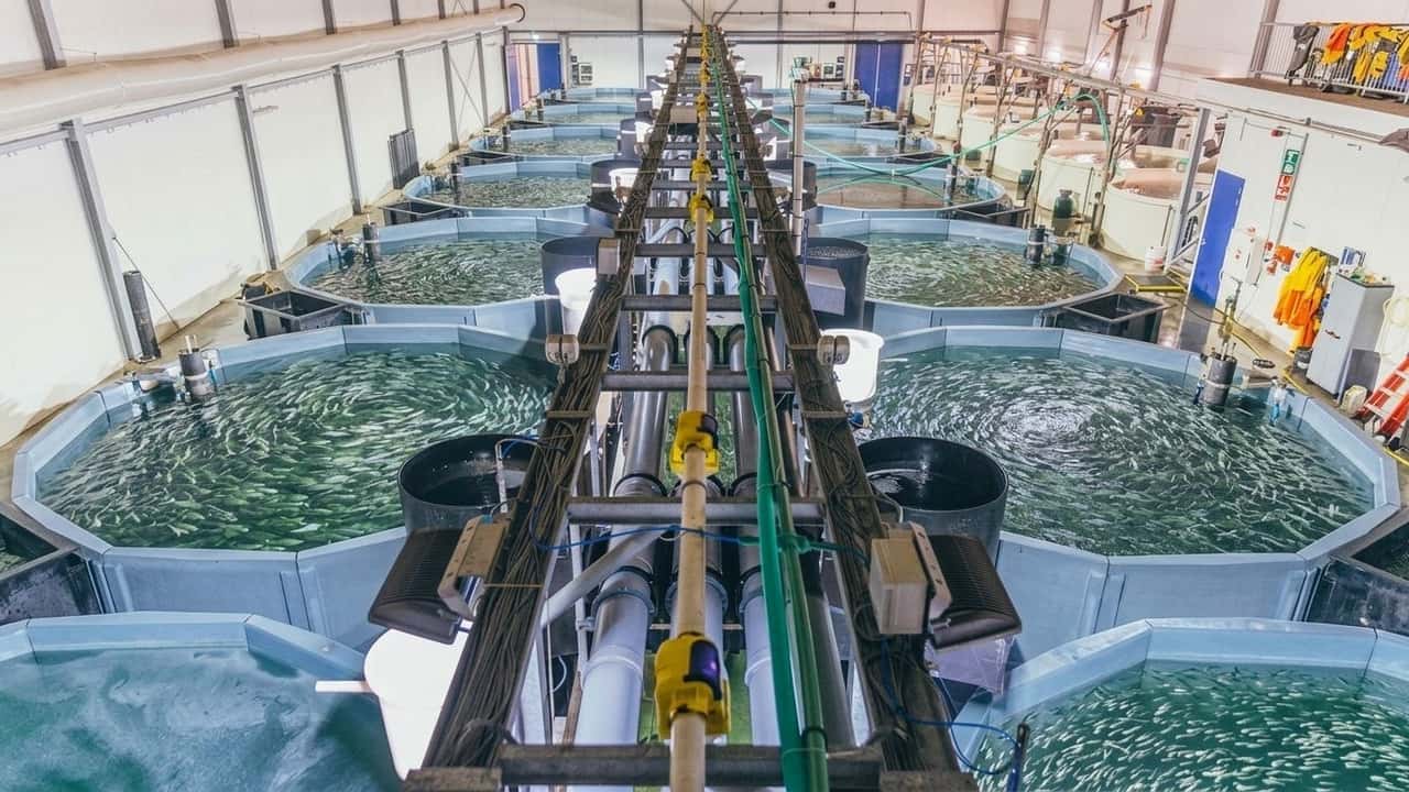 acquacoltura-oltre-100-milioni-ora-il-pesce-allevato-domina
