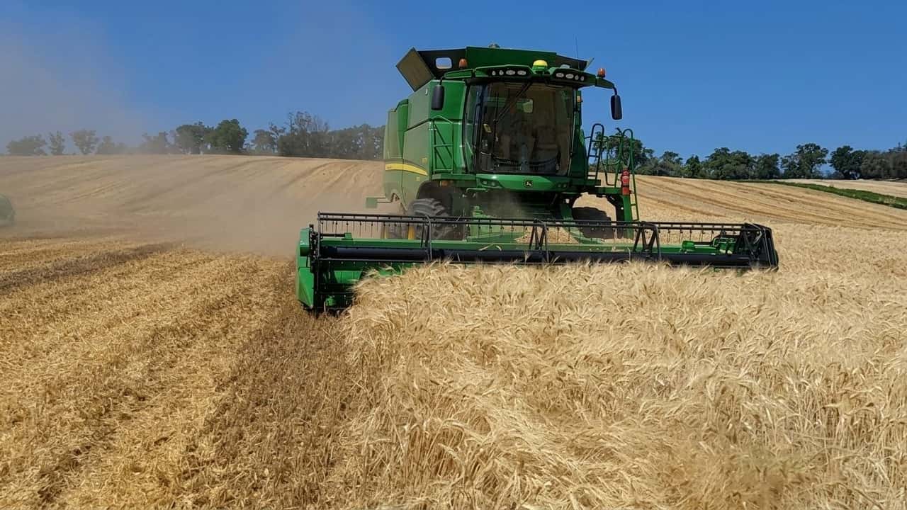 autosufficienza-minata-mancano-880-000-ettari-di-grano-duro