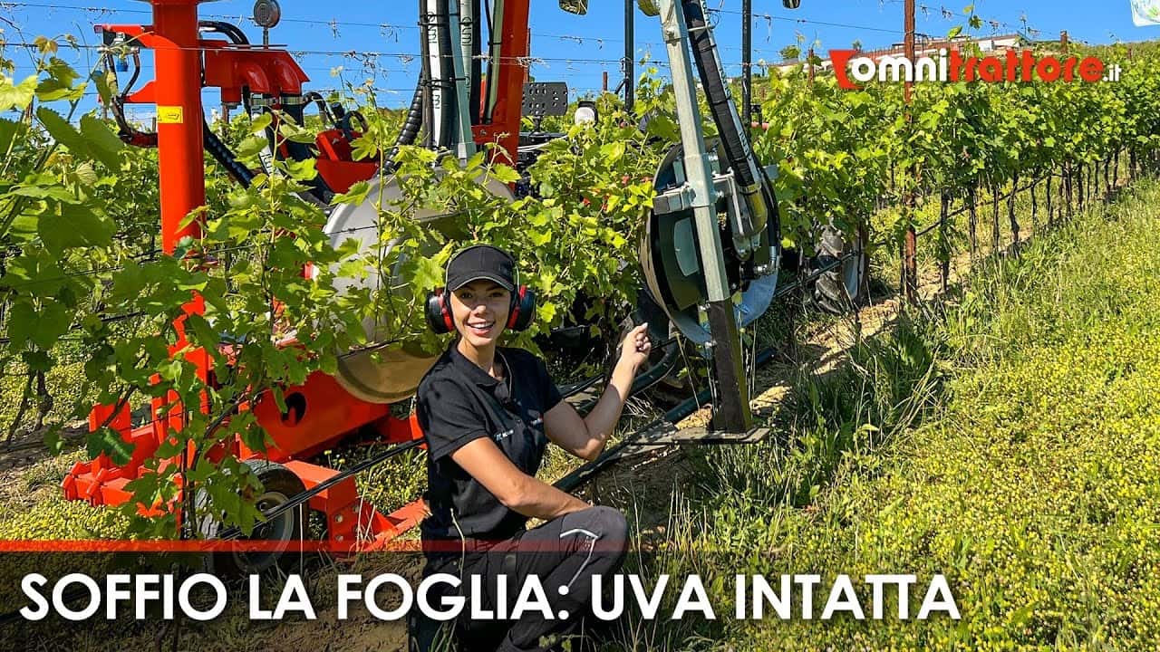 Defogliatrice meccanica vite: un'attrezzatura sempre più utile
