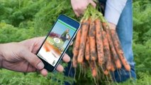 Cropalyser di Bejo: app per analizzare la salute delle colture