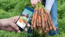 Cropalyser di Bejo: app per analizzare la salute delle colture
