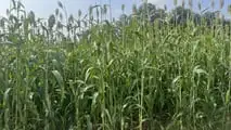 Seminart: la raccolta del sorgo Toretto seminato da Giulia