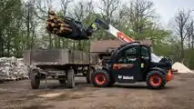 Bobcat6
