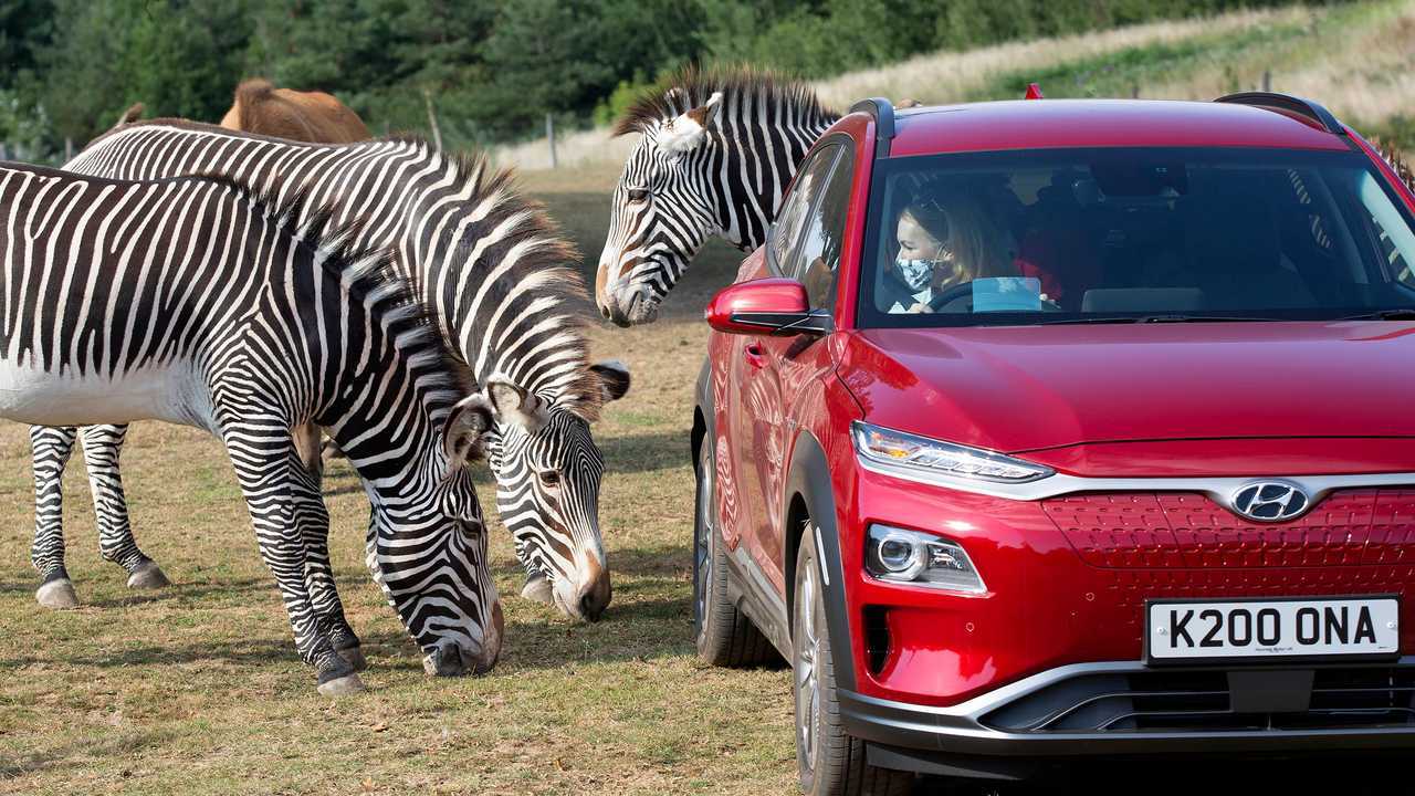 UK safari re-opens using electric vehicles