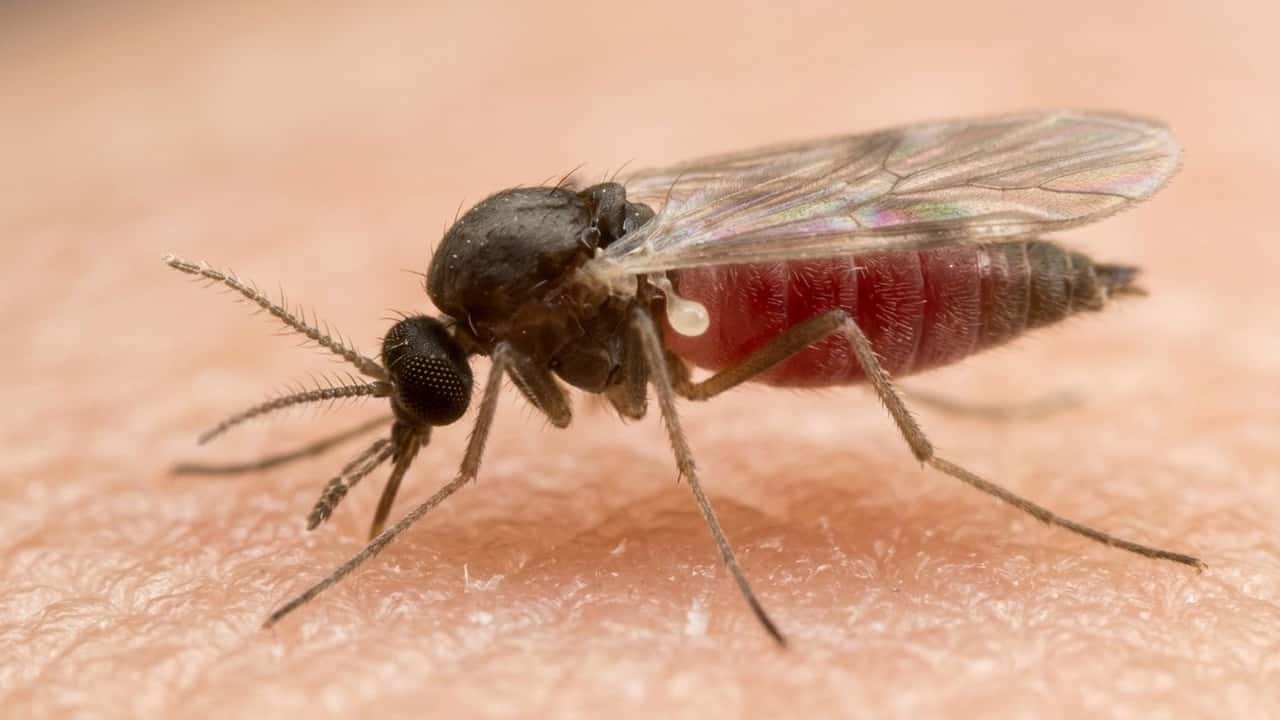 virus-shamonda-nei-bovini-e-bufalini-del-salernitano-primi-casi-niente-abbattime