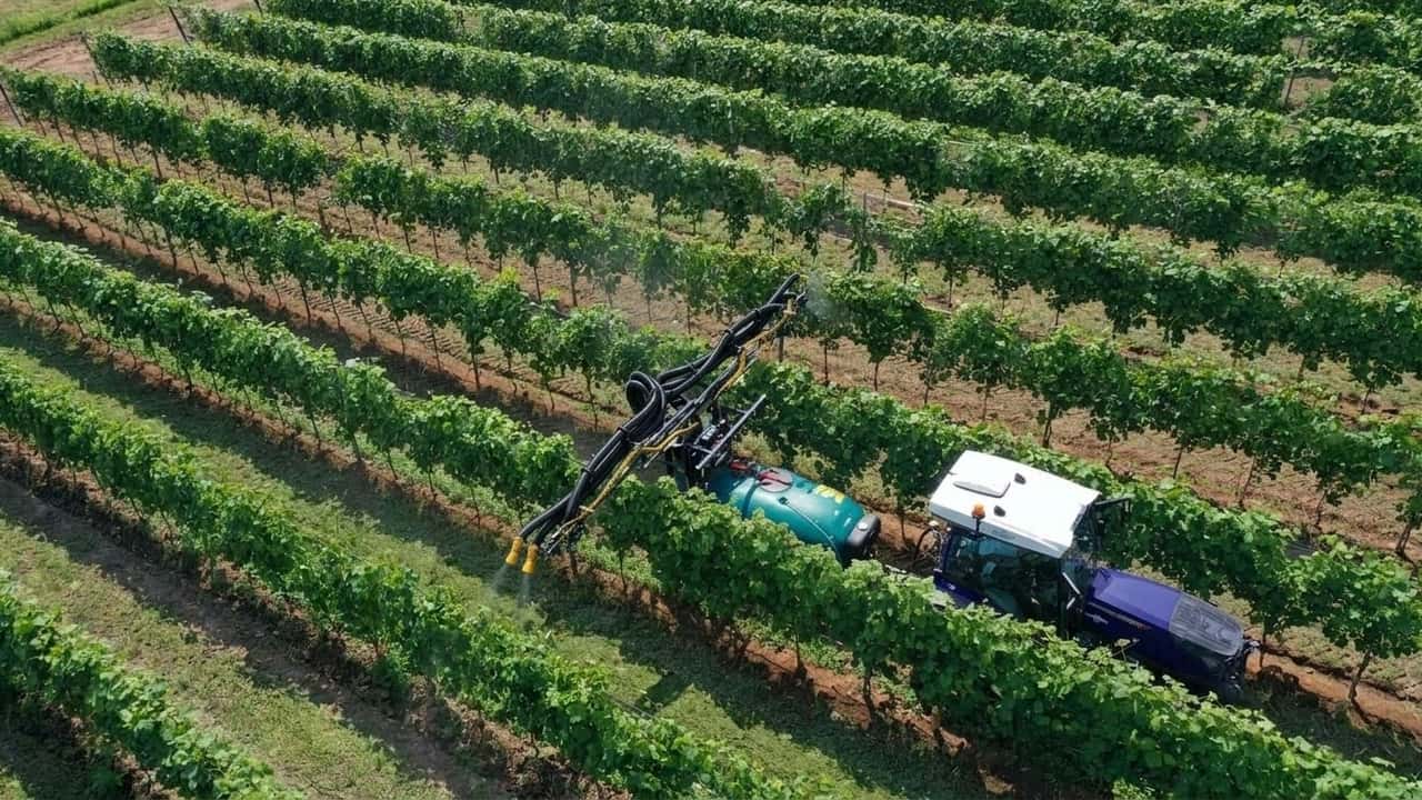 masaf-alza-al-80-gli-aiuti-per-investimenti-in-vigneto