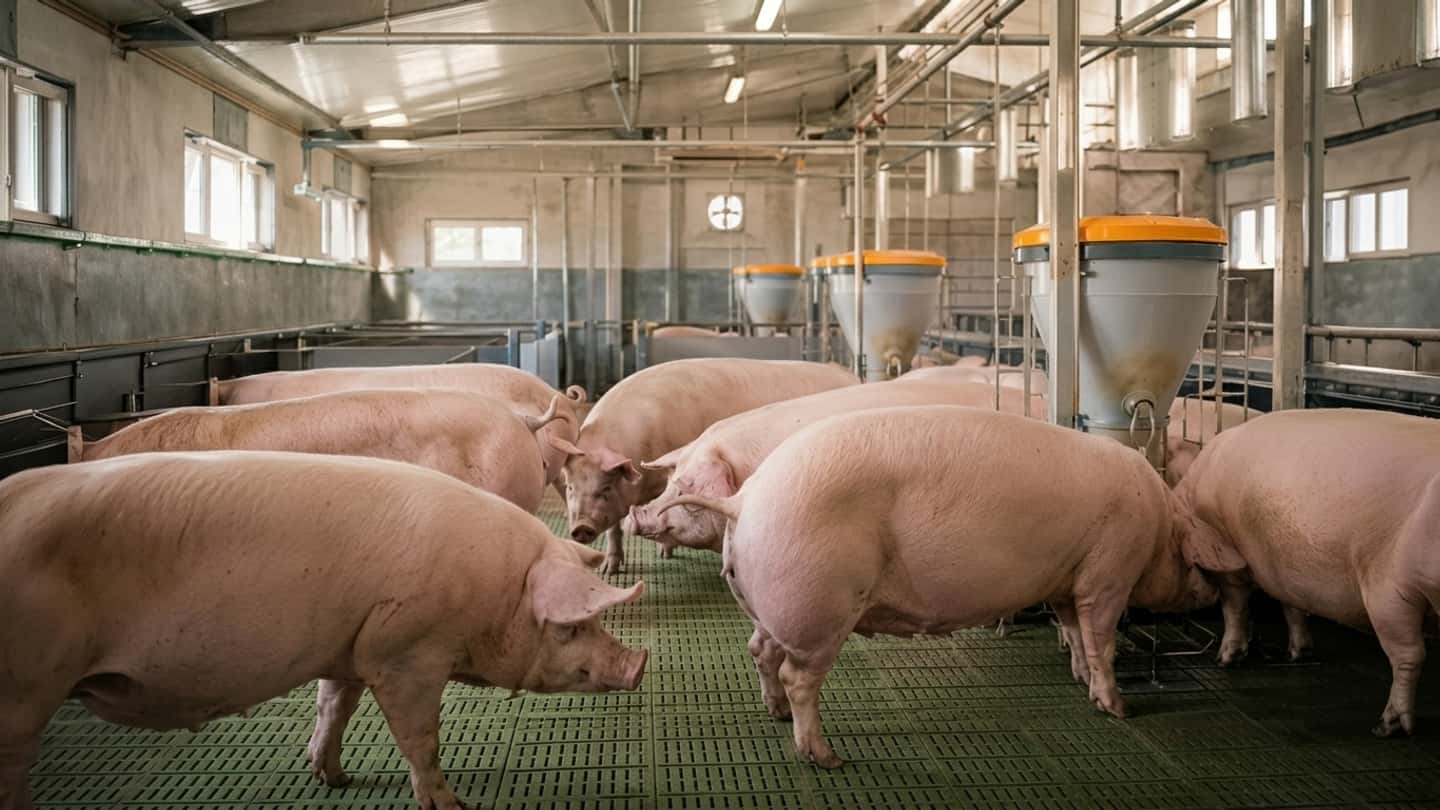 Suini, nuovo calo con quotazione tedesca a 1,40 euro/kg