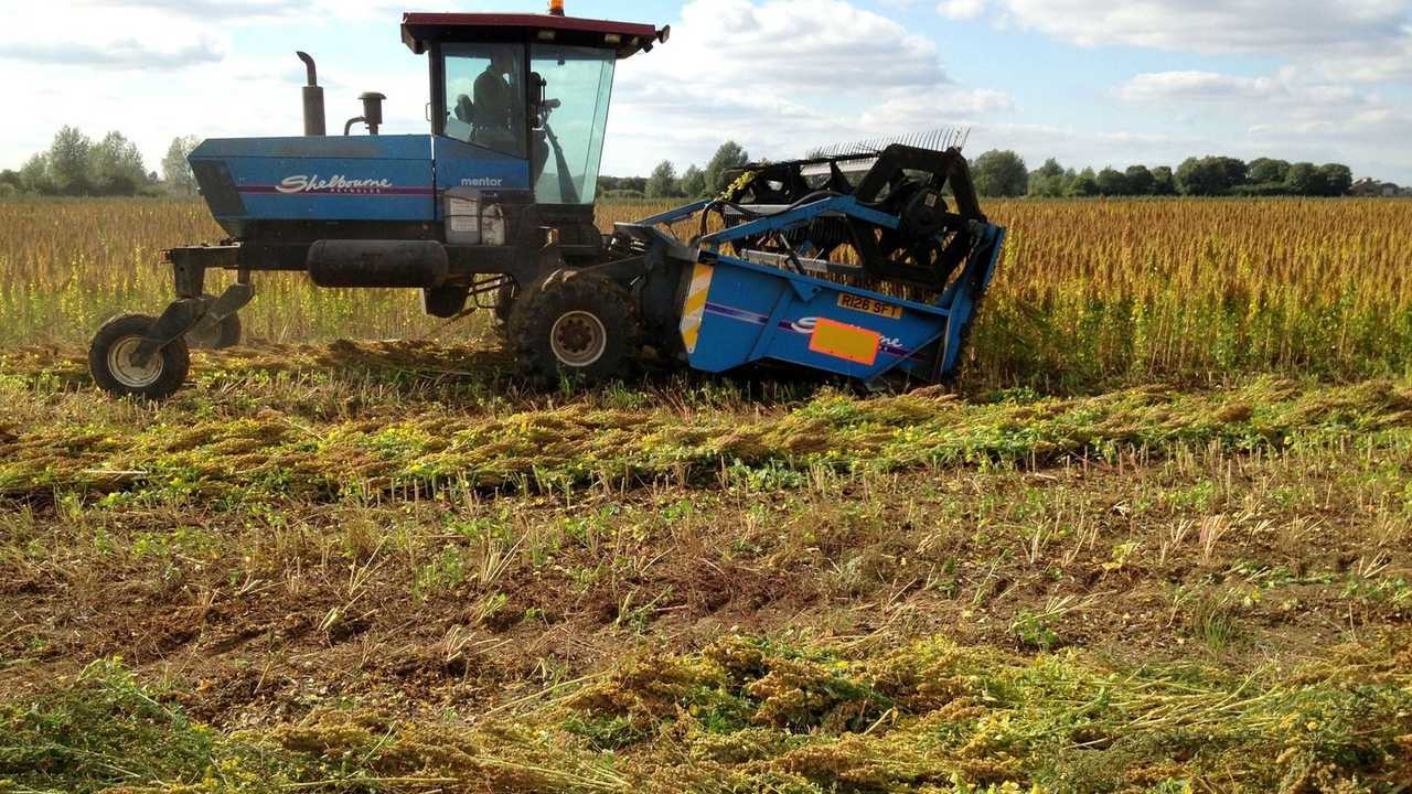 Quinoa: che fine ha fatto?