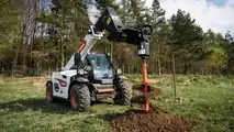 Bobcat10