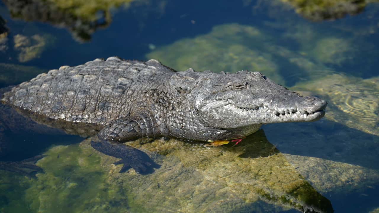 Crocodiles Love PWCs