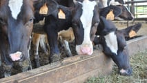 Settore lattiero in crisi: effetti sulla meccanizzazione