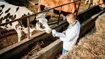 Abbattimenti in azienda: come restare nel perimetro legale