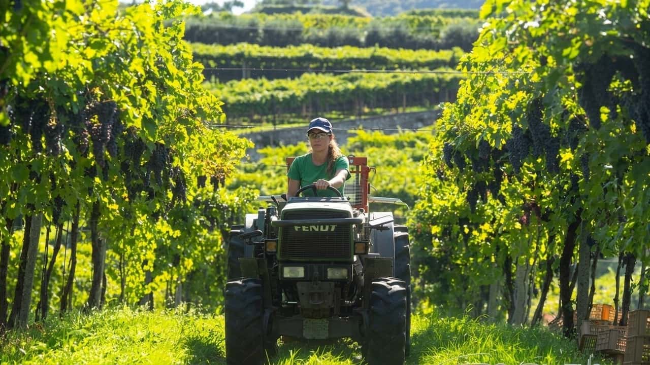 vendemmia-2026-anticipo-diffuso-pinot-nero-gia-in-cantina