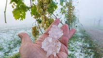 Clima estremo e cooperative: il rischio di perdere la mutualità prevalente con più tasse e adempimenti. Cosa dice la legge oggi