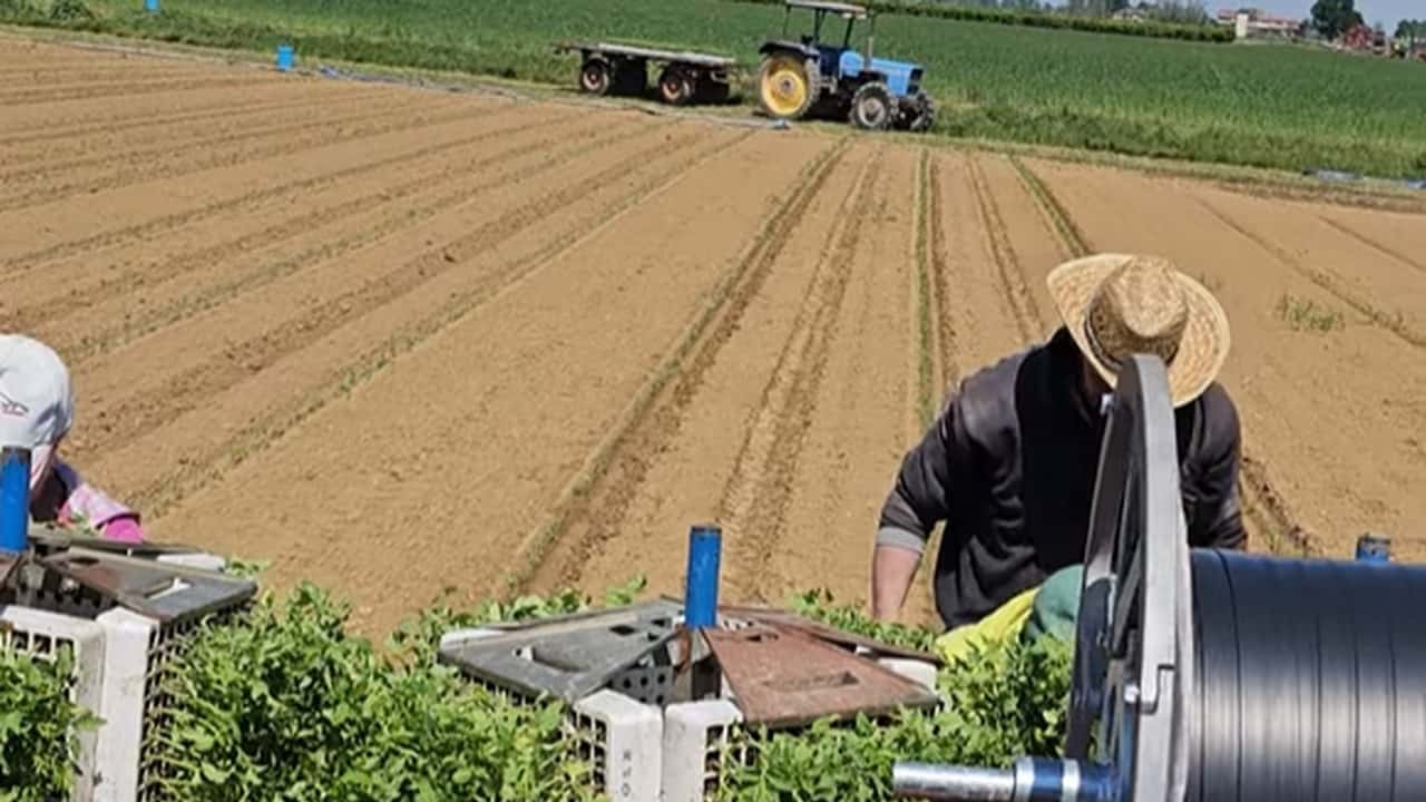 Pomodoro da industria sostenibile: irrigazione, suolo e meccanizzazione