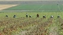 oucher lavoro agricolo 2026: regole, limiti e uso in azienda