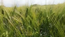 Quando dare l’azoto al frumento duro per aumentare le proteine