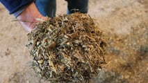 Adeguare razioni, additivi e gestione di stalla per limitare gli effetti dello stress da caldo
