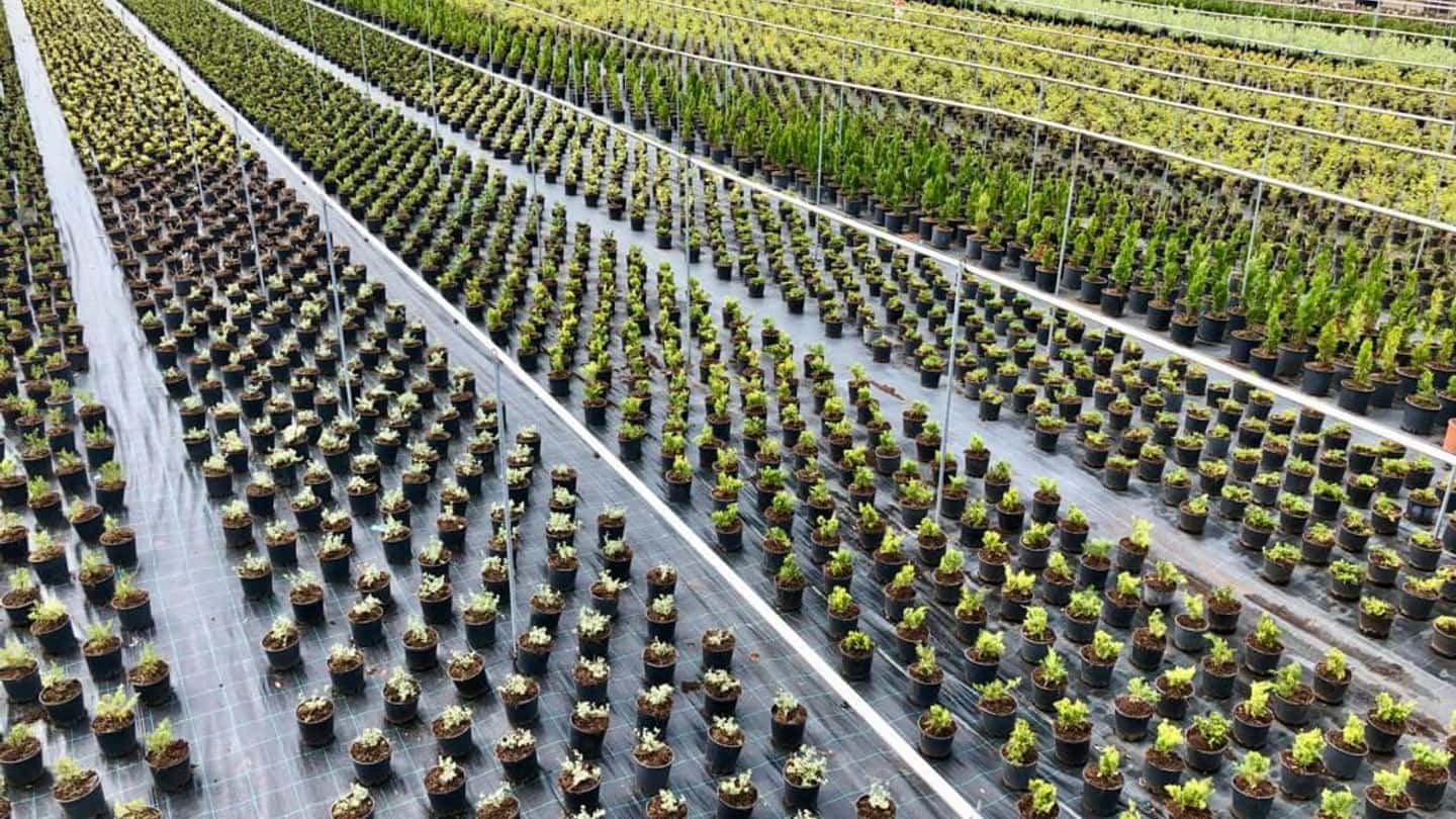 Florovivaismo in crescita, numeri, norme e impatto sul lavoro