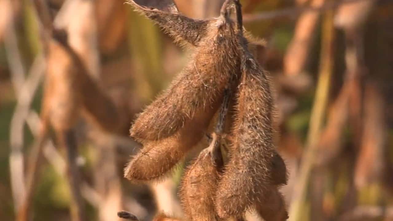 Scelte tra deroghe, attrezzature di diserbo e alternative agronomiche per pianificare il disseccamento chimico della soia in coerenza con il quadro europeo
