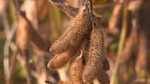 Scelte tra deroghe, attrezzature di diserbo e alternative agronomiche per pianificare il disseccamento chimico della soia in coerenza con il quadro europeo
