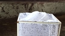 Guida pratica alla scelta, al posizionamento e alla gestione operativa delle trappole biologiche per mosche nelle stalle bovine