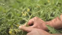 Pomodoro da industria Fantix di Syngenta