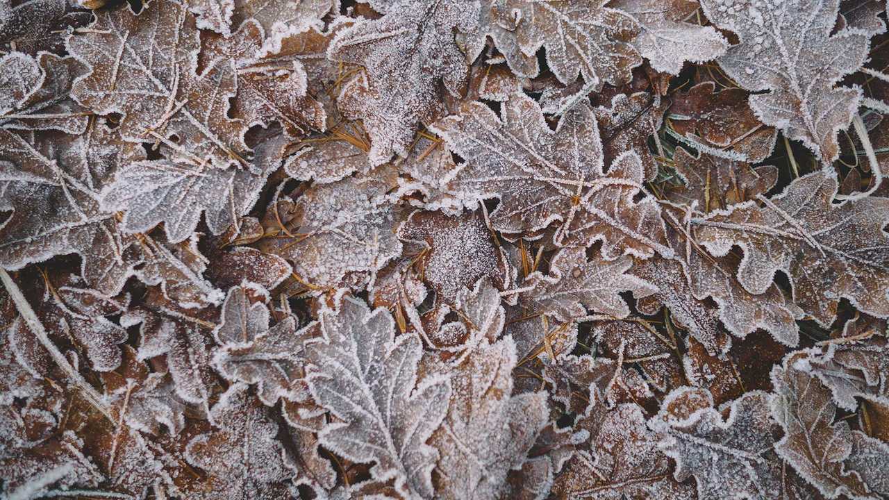 fall