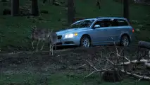 Volvo, test per evitare incidenti con animali