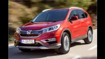 Zugpferd frisch gestriegelt