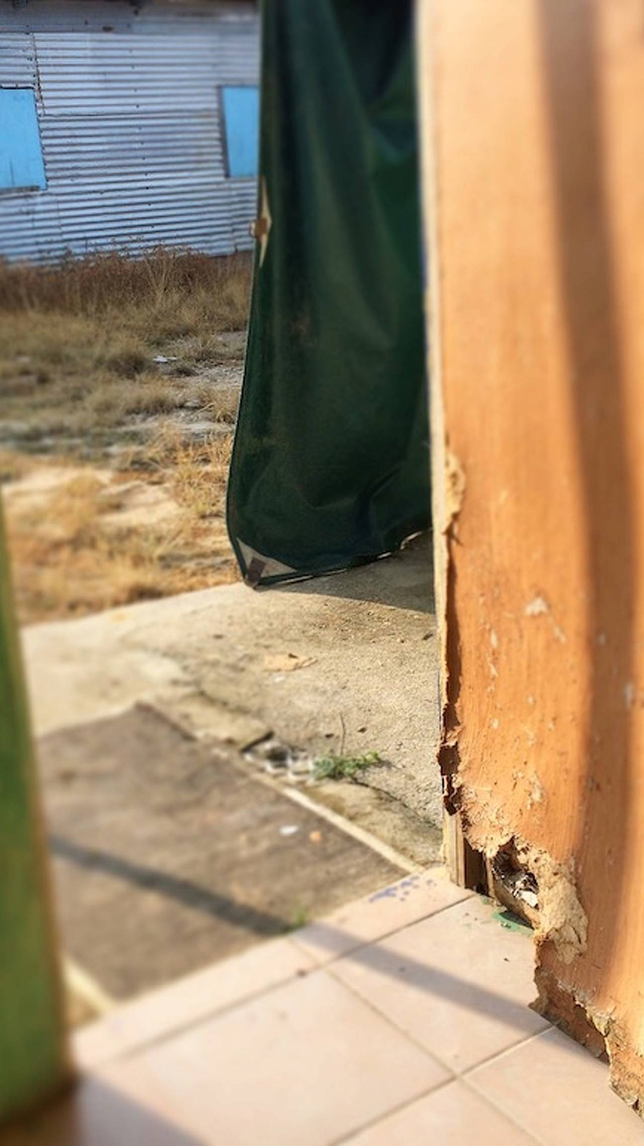A Tiger in Mexico: El Bache del Destino