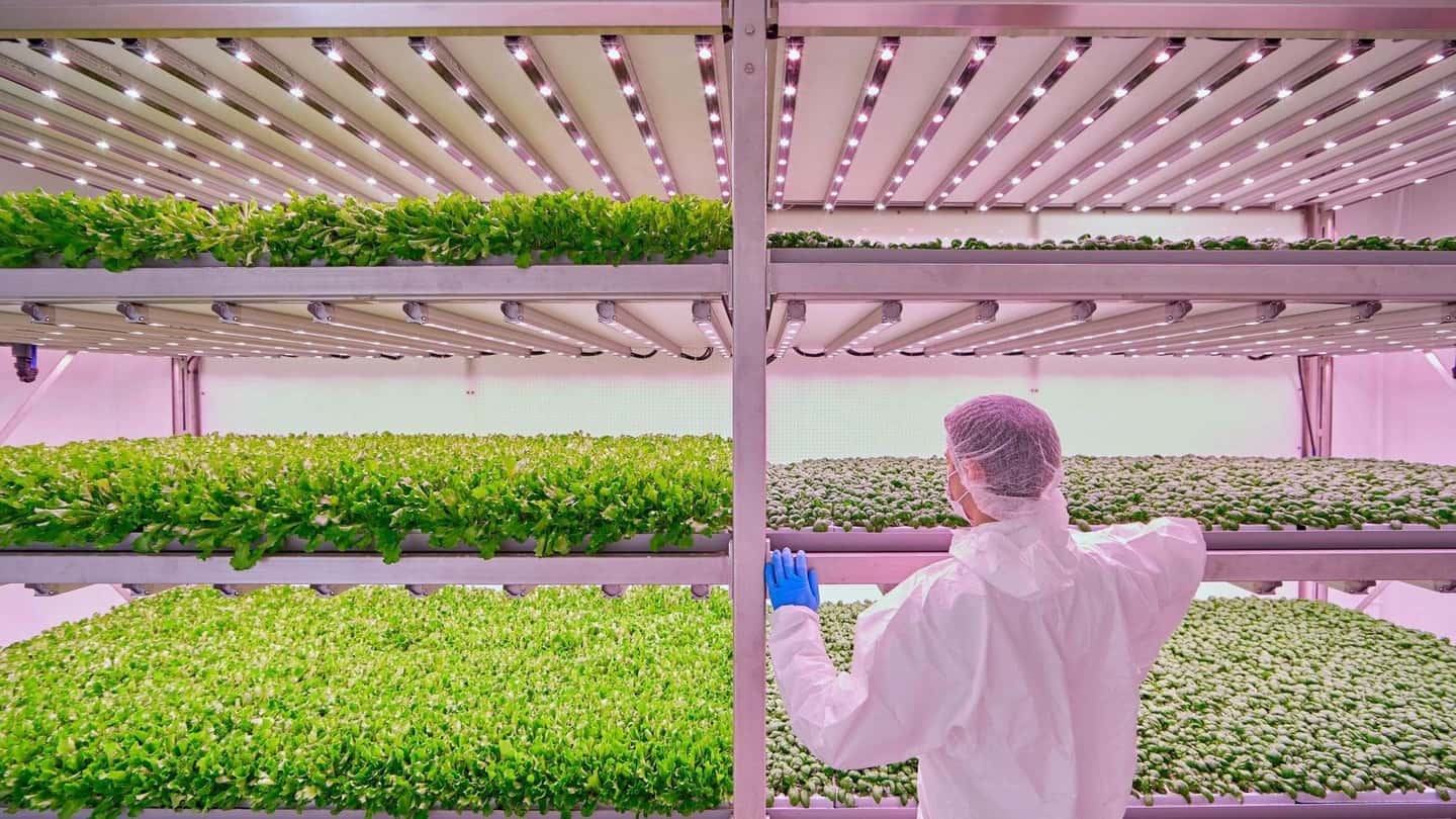 Planet Farms punta su nuovi stabilimenti esteri
