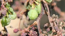 Peronospora della vite 2026: ASCENZA risponde al clima
